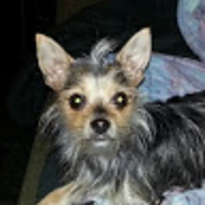 Meet your Posher, Gregory